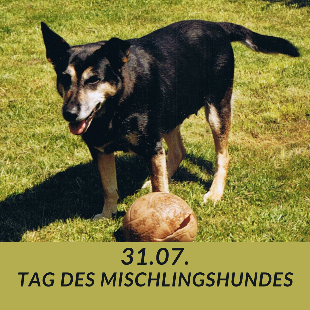 22-07-31 Tag des Mischlingshundes.png